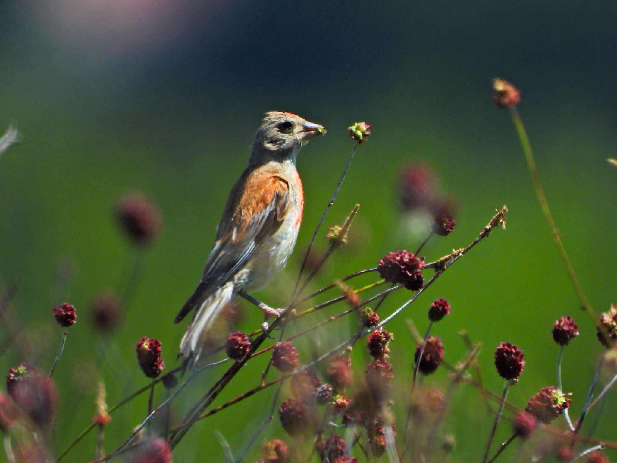 Bird Watching – Livno