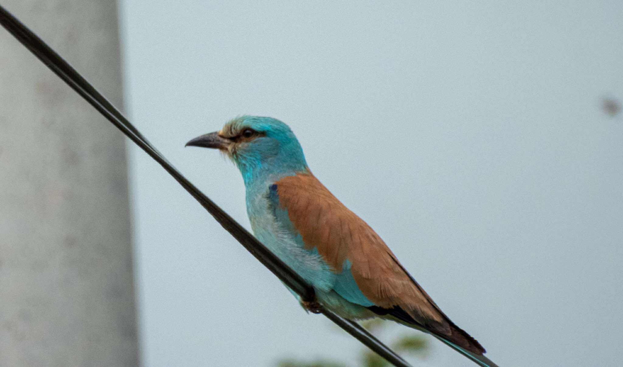 Bird Watching – Livno