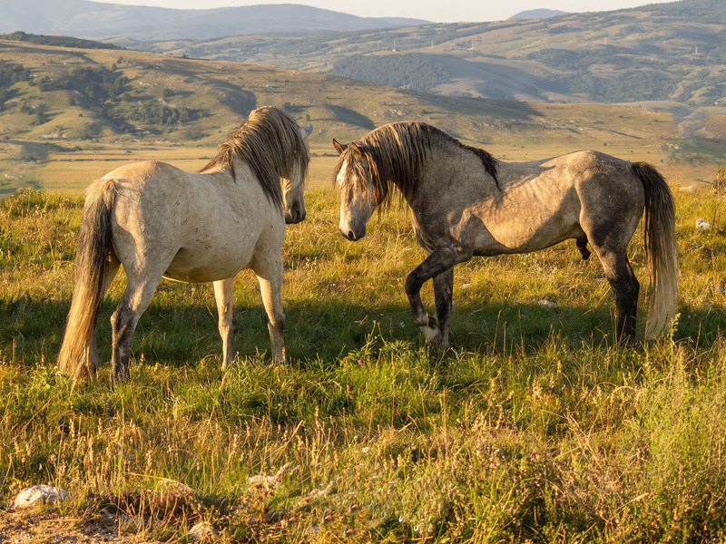 Les chevaux sauvages de Livno – Livno