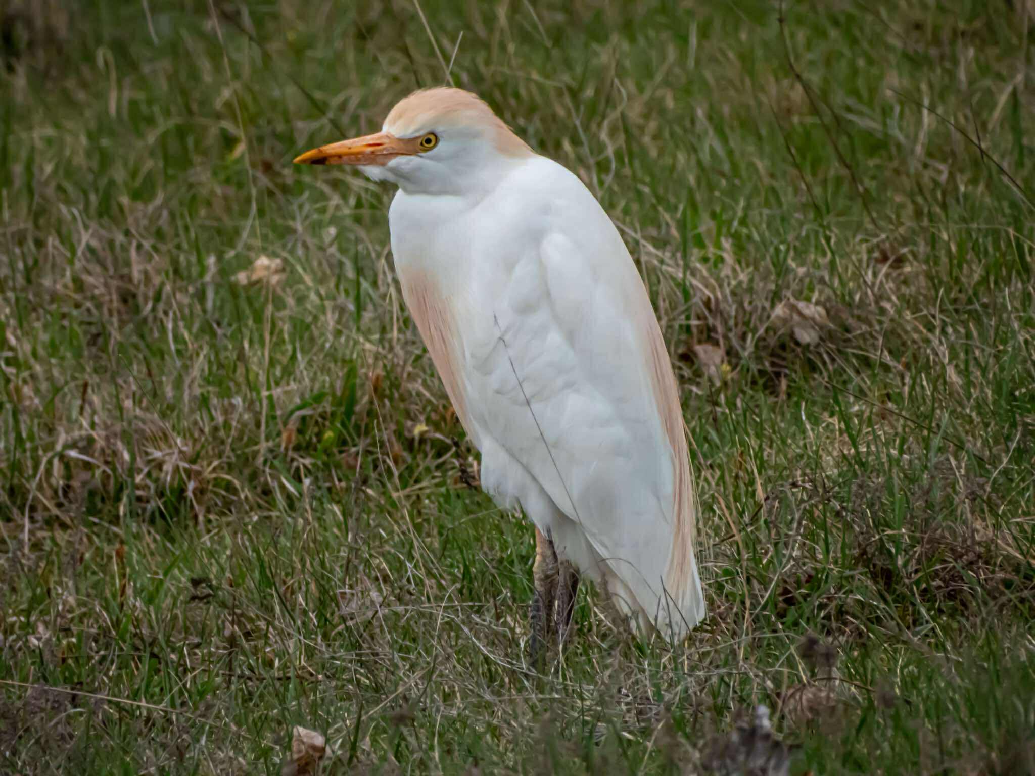 Bird Watching – Livno
